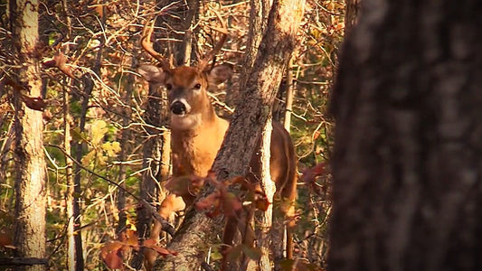 Practical Trail Camera Tips