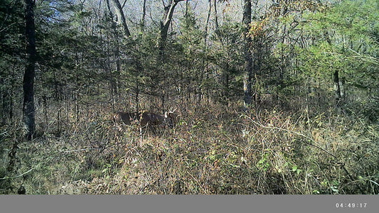 10 Proven Strategies to Stay Undetected in the Woods