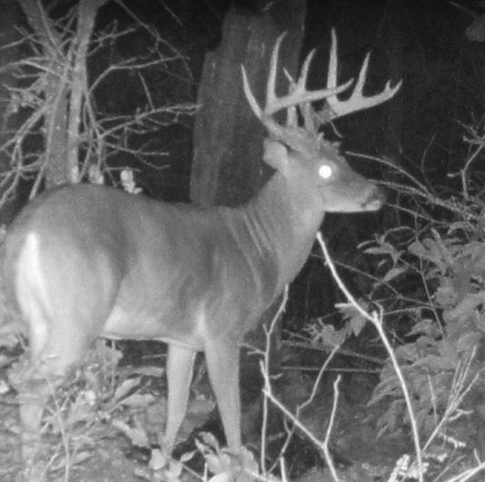 Deer Tracking Story: Over a Mile to Recover a Buck | Archery Hunt