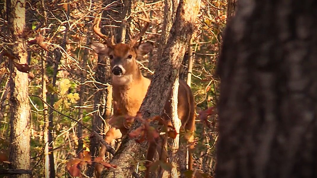 Practical Trail Camera Tips