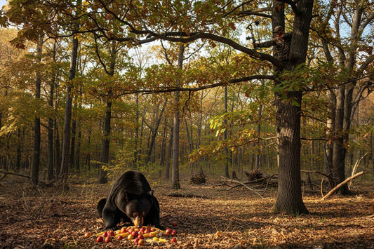 Into the Autumn Woods: A Bear Hunter’s October Morning