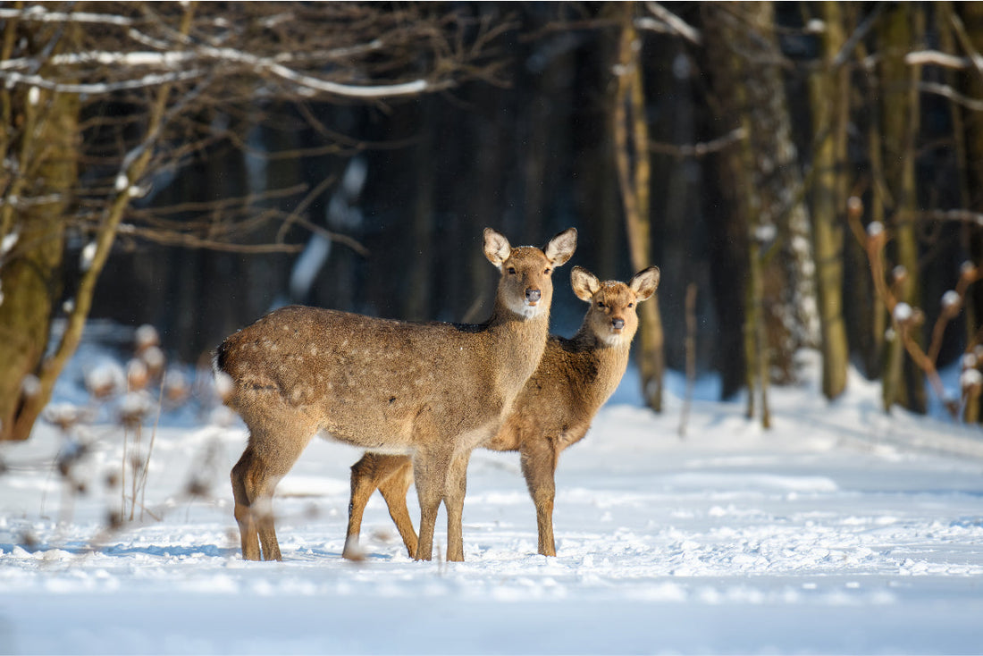Archery Deer Shot Placement Guide Double Lung, Heart & Ethical